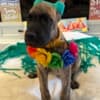 AKC Great Dane Brindle puppies photo 7