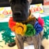 AKC Great Dane Brindle puppies photo 8