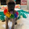 AKC Great Dane Brindle puppies photo 9