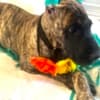 AKC Great Dane Brindle puppies photo 10