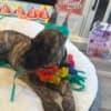 AKC Great Dane Brindle puppies photo 11