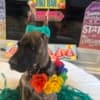 AKC Great Dane Brindle puppies photo 12