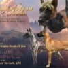 AKC Great Dane Brindle puppies photo 13
