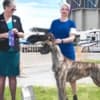 AKC Great Dane Brindle puppies photo 14