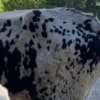 Miniature Texas longhorn photo 1