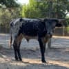 Miniature Texas longhorn photo 2