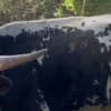 Miniature Texas longhorn photo 4