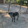 Miniature Texas longhorn photo 5