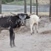 Miniature Texas longhorn photo 8