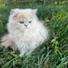 Persian kitten photo 2