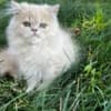 Persian kitten photo 3