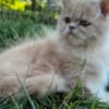 Persian kitten photo 4