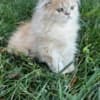 Persian kitten photo 5