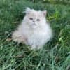 Persian kitten photo 6