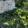 Persian kitten photo 7