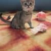 Scottish fold and straight kittens photo 1