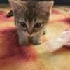 Scottish fold and straight kittens photo 3