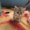Scottish fold and straight kittens photo 5