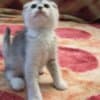 Scottish fold and straight kittens photo 6