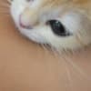 The Cutest British Shorthair photo 2
