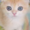 The Cutest British Shorthair photo 3