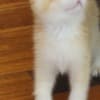 The Cutest British Shorthair photo 4