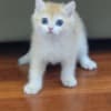 The Cutest British Shorthair photo 5