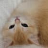 The Cutest British Shorthair photo 7