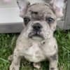 French Bulldog Litter of Puppies For Sale photo 1