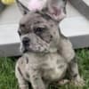 French Bulldog Litter of Puppies For Sale photo 2