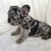 New Shade Merle French bulldog puppies for sale photo 1