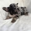 New Shade Merle French bulldog puppies for sale photo 2