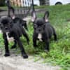 Female French bulldog 4 months old photo 1