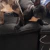 Female French bulldog 4 months old photo 2