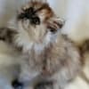 Silver patched tabby female Persian photo 1