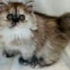 Silver patched tabby female Persian photo 2