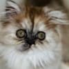 Silver patched tabby female Persian photo 4