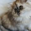 Silver patched tabby female Persian photo 5