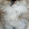 Silver patched tabby female Persian photo 6