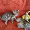 TICA BENGAL KITTENS photo 1