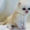 Cream and white Persian male photo 1