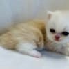 Cream and white Persian male photo 2