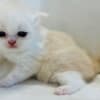 Cream and white Persian male photo 3