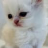 Cream and white Persian male photo 4