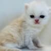 Cream and white Persian male photo 5