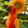 Sun Conure photo 2