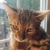 TICA registered Bengal Kittens on sale photo 1