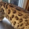 TICA registered Bengal Kittens on sale photo 2