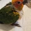 Sun Conures photo 2