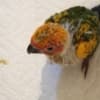 Sun Conures photo 3